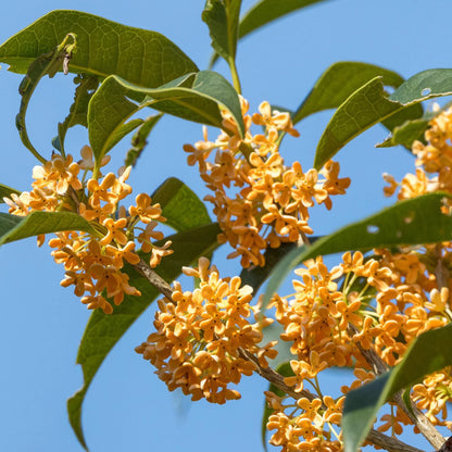 Osmanthus Black Tea